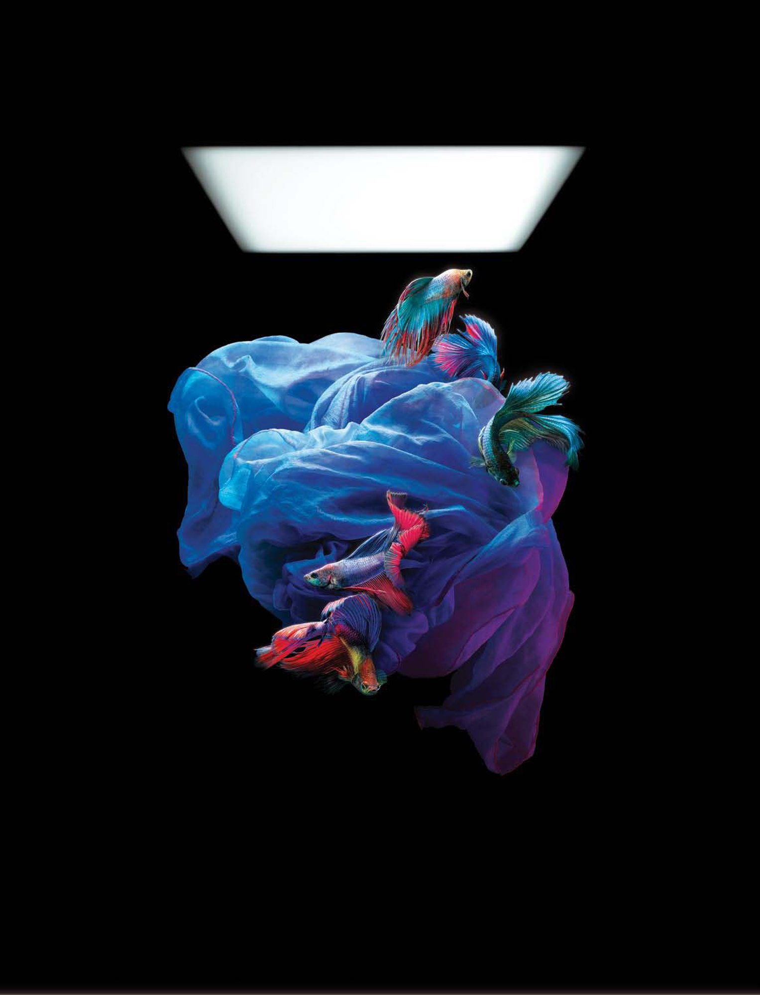 "For what is sound but the shape of air" : Opus One and Two Series Programs