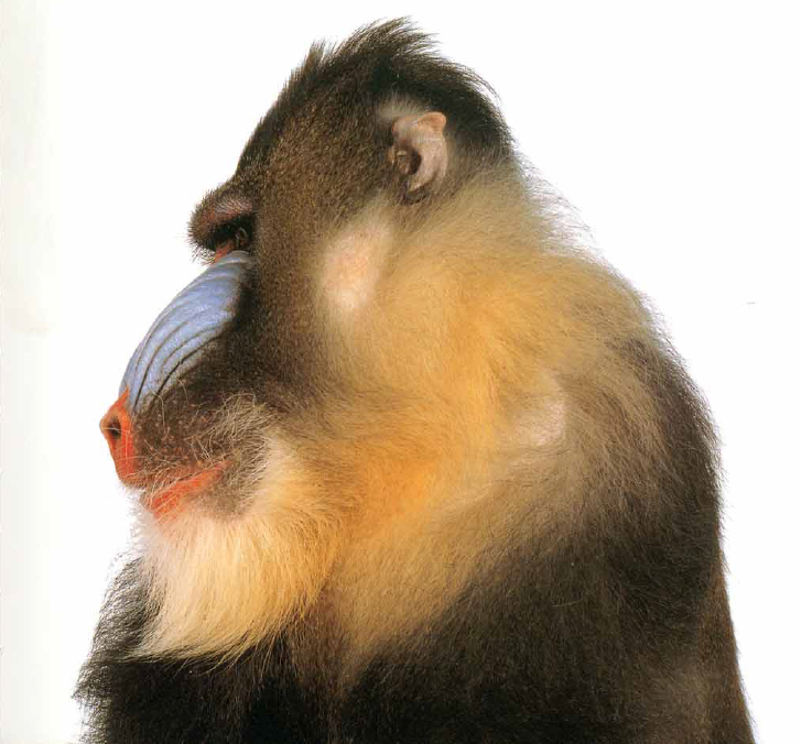 James Balog 