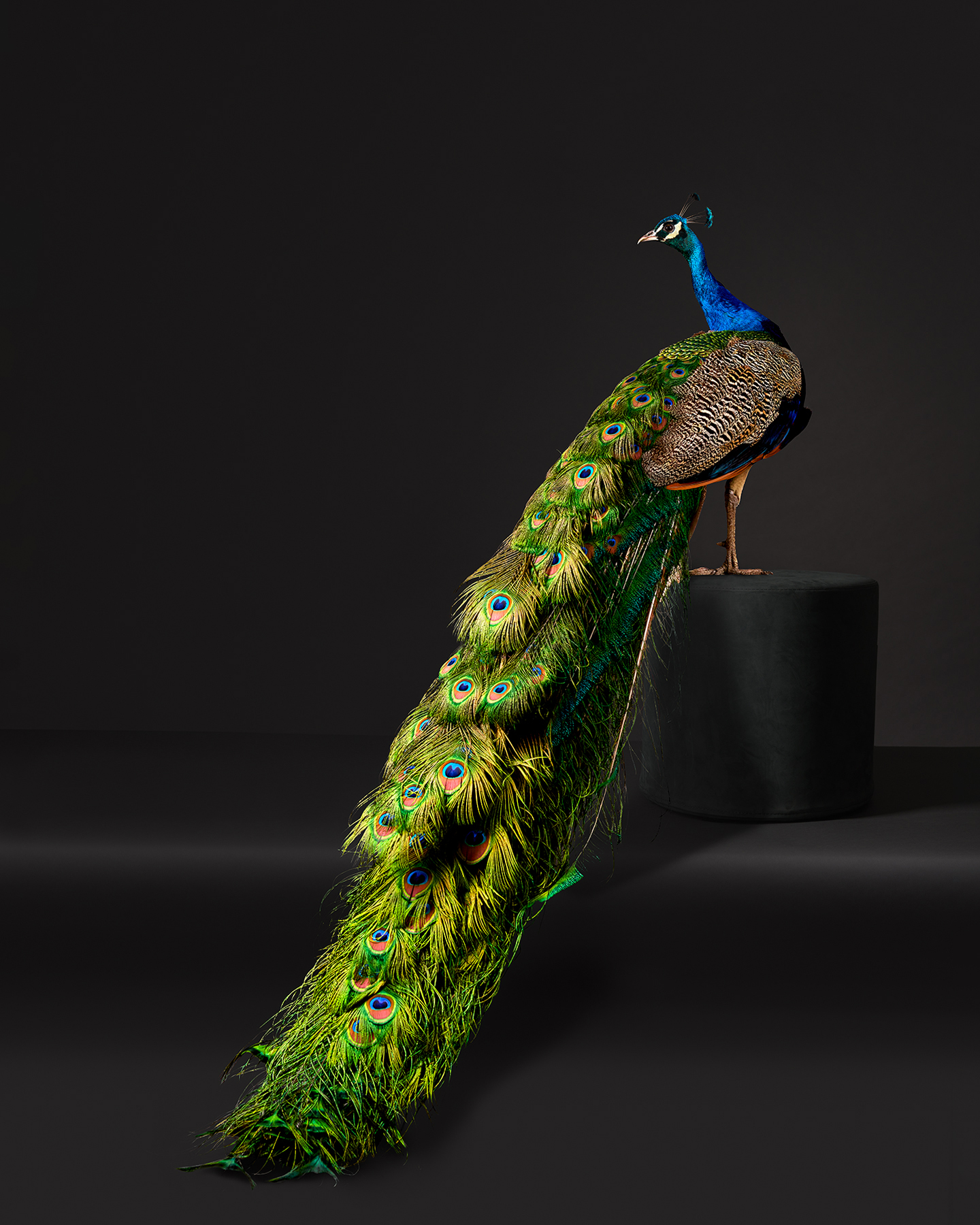 Pheasants and Peafowl
