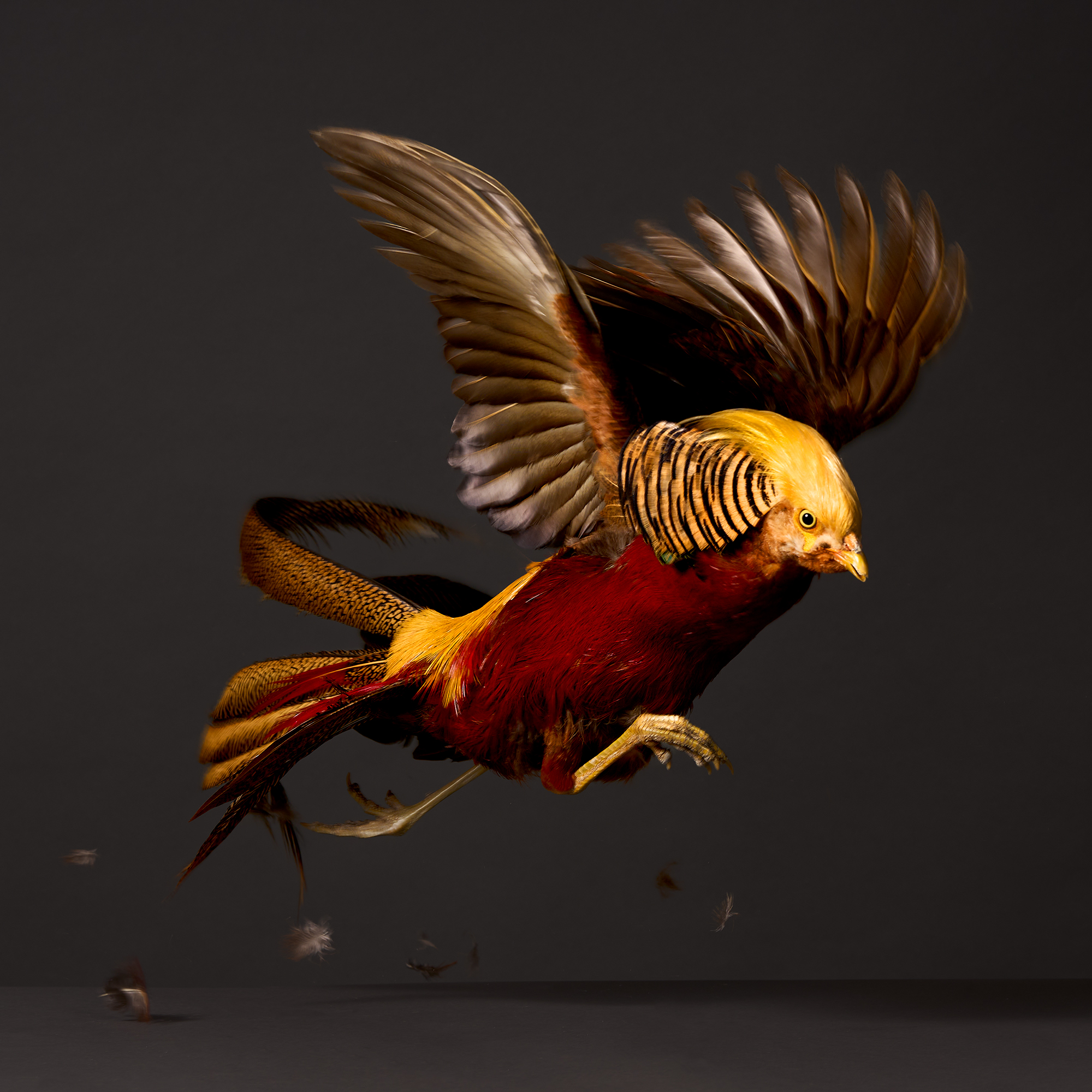 Pheasants and Peafowl