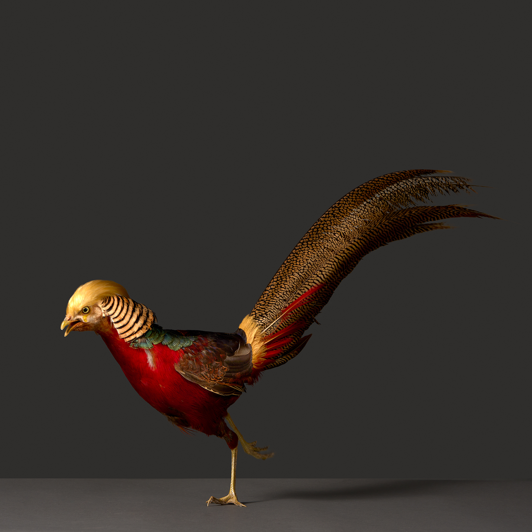 Pheasants and Peafowl