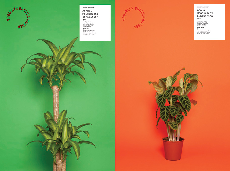 Houseplant Poster Series for Brooklyn Botanic Garden