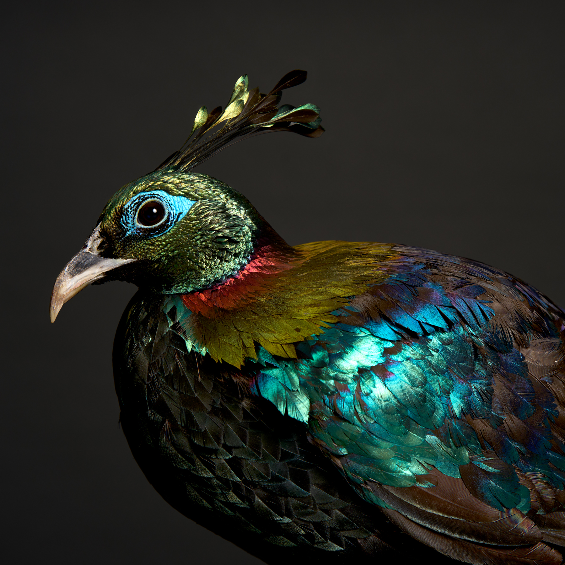 Pheasants and Peafowl