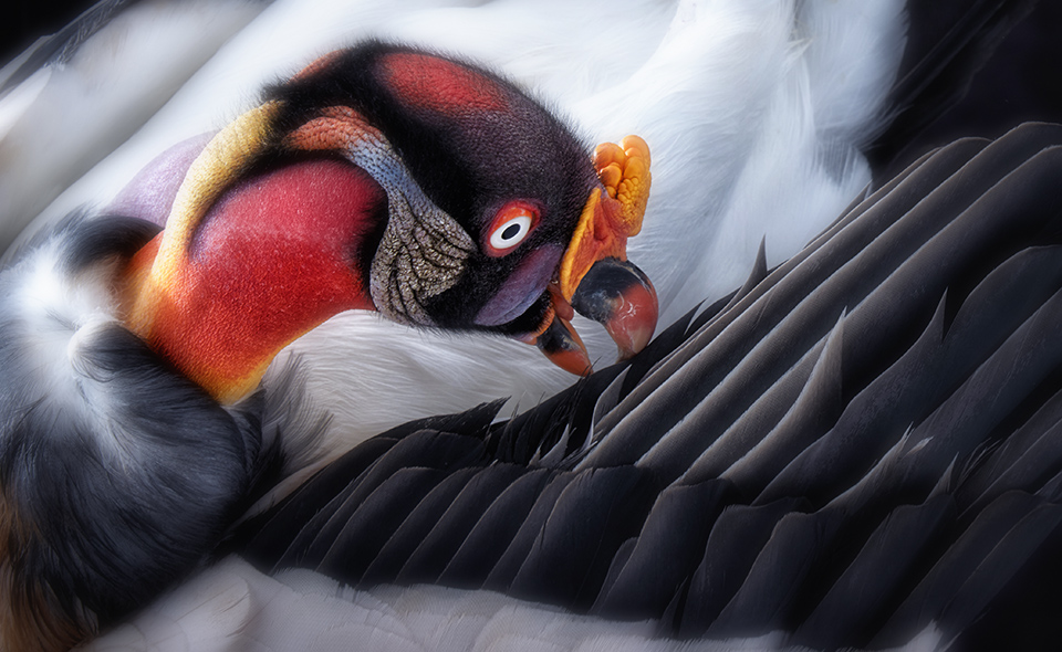 King Vulture