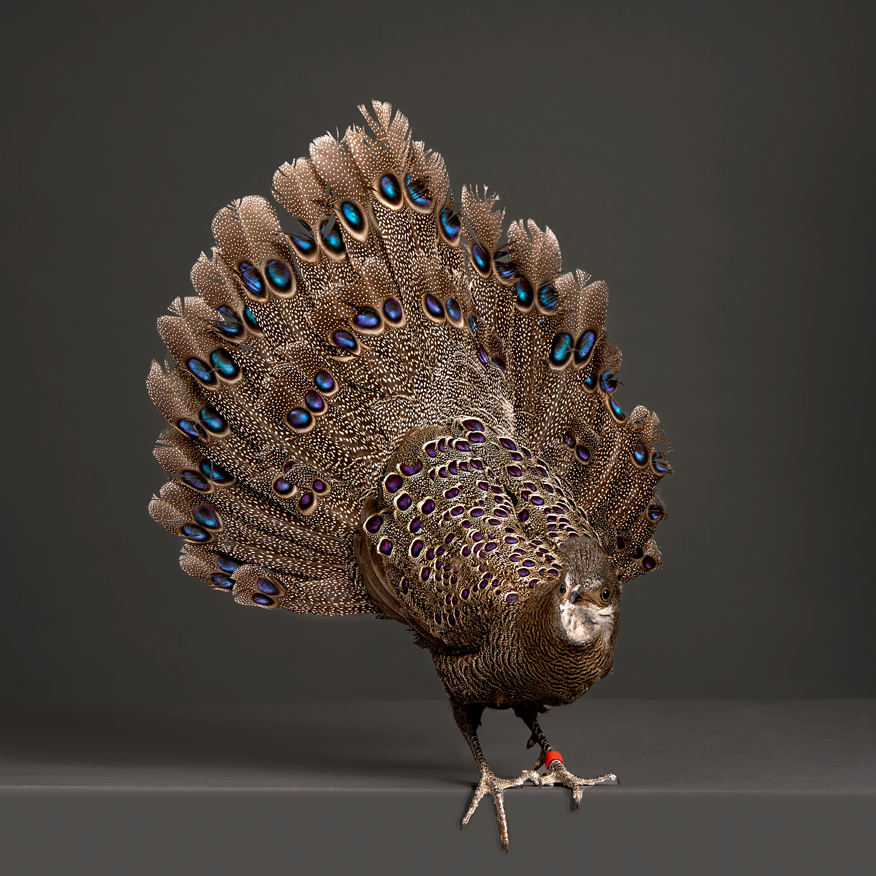 Pheasants and Peafowl
