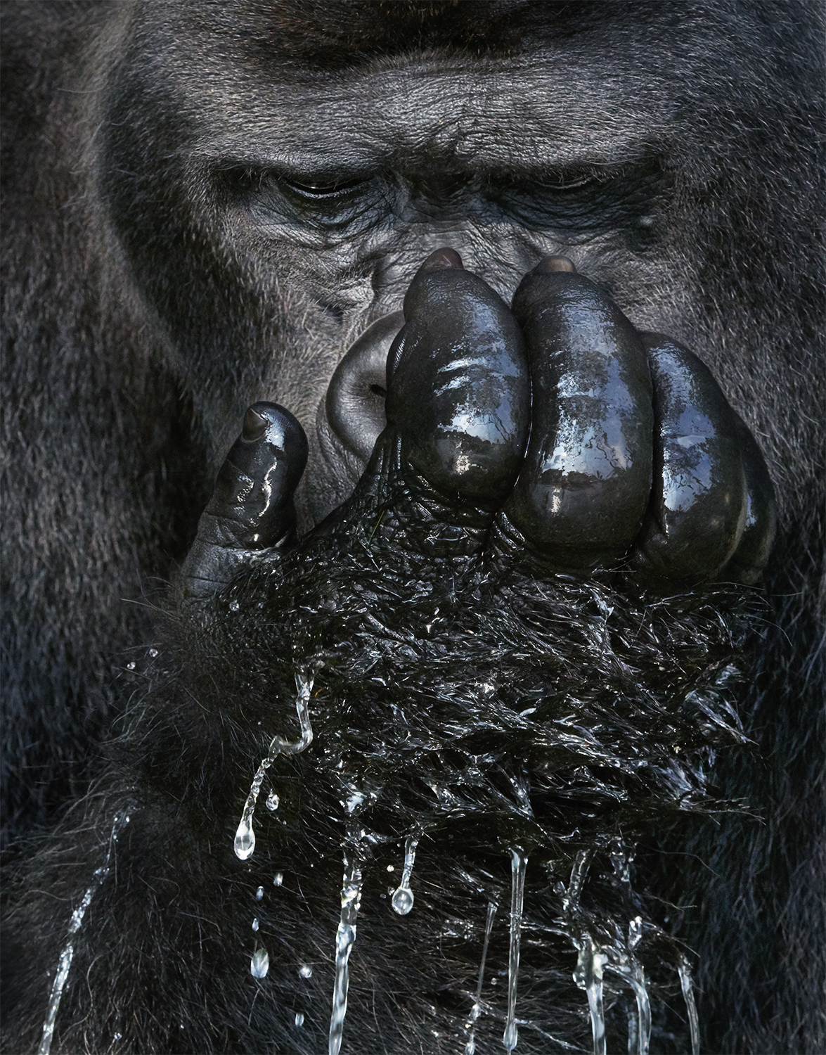 Western Lowland Gorilla Drinking