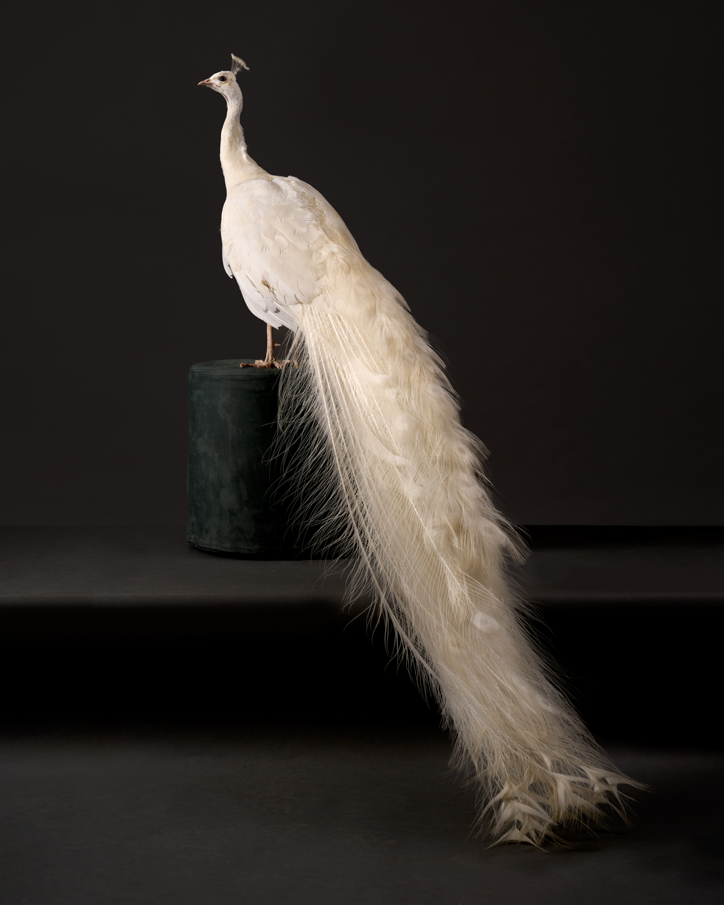 Pheasants and Peafowl